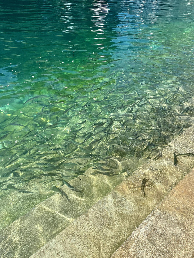 天峨最全藍刀魚觀賞點！
