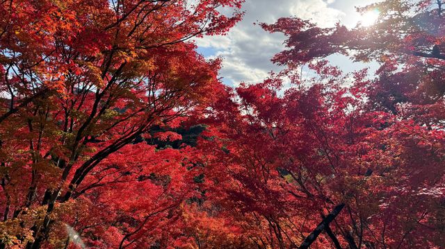 京都｜清水寺紅葉瀑布 風光無限