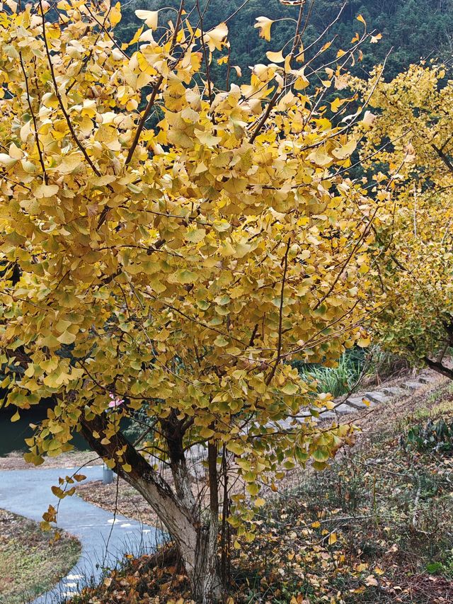 帽子峰原圖丨來對時候，銀杏、紅楓和落羽杉都看了