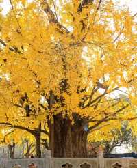 古樹公園的銀杏已到最後觀賞期！