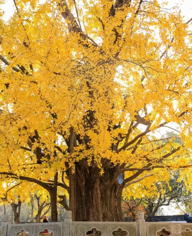 The ginkgo trees in Ancient Tree Park are in their final viewing period!