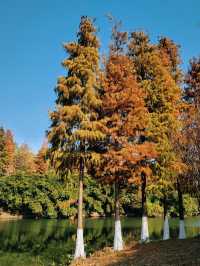 回答我！冬天來南昌一定要去這個公園