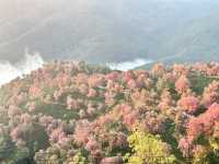 大理無量山·櫻花谷