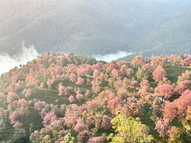 大理無量山·櫻花谷