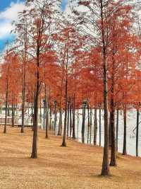 別去擠大夫山了…這裡一片落羽杉大面積紅了！