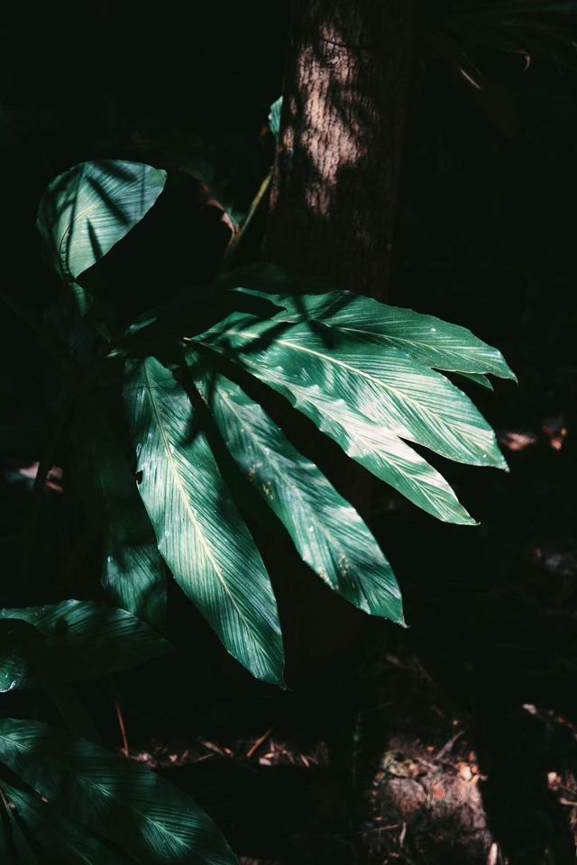 騰沖瑪御谷悅椿 | 山水間·邂逅寧靜與美好