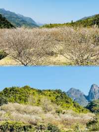廣州從化雞枕山·白梅花海