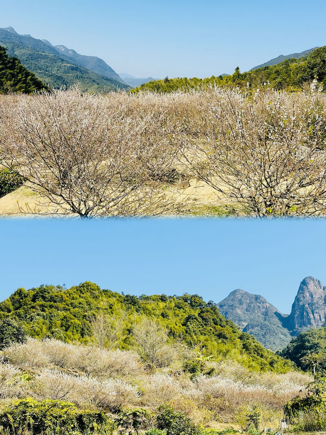 廣州從化雞枕山·白梅花海
