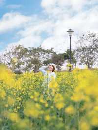 深圳｜春天提前報到·油菜花率先開滿園