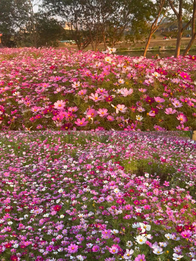 深圳坪山河濕地公園|格桑花海驚艷上線