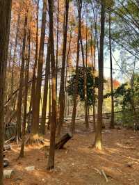 冇去阿勒泰 喺深圳馬巒山搵到咗落羽杉
