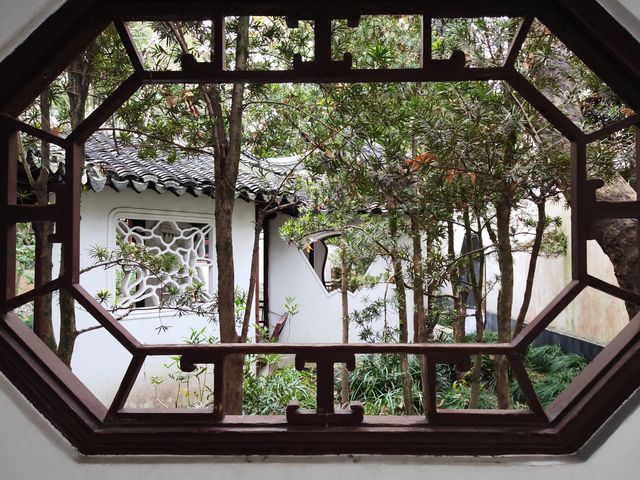 醉白池臘梅開了