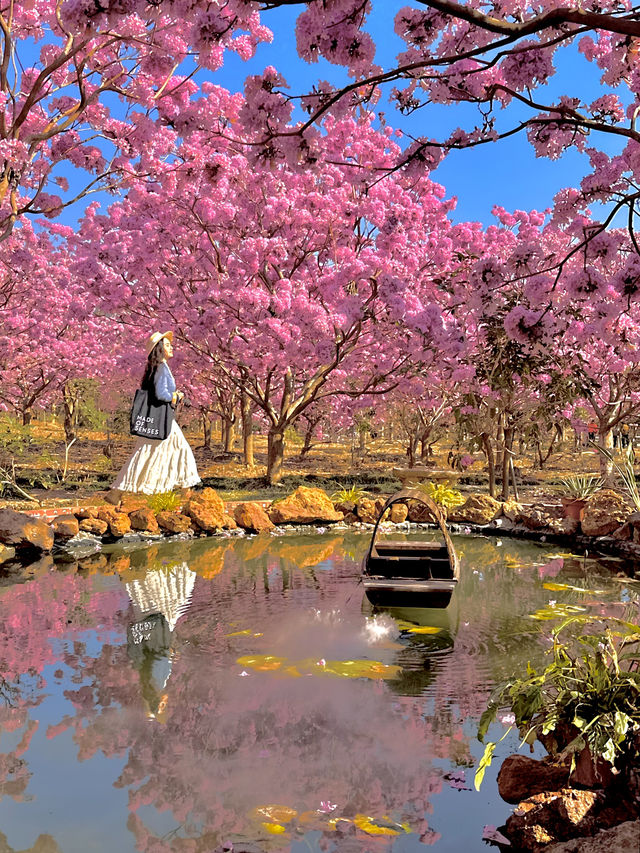 江門綠美生態園🌸 广东紫花風鈴木盛開，冬日如春！