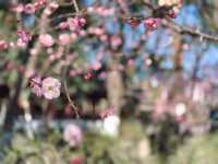 寧波中山公園遇上早春紅梅！