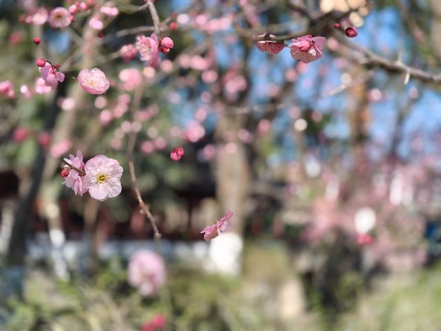 寧波中山公園遇上早春紅梅！