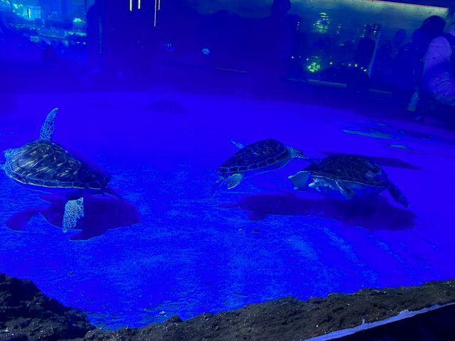 廣州海洋館親子遊全攻略