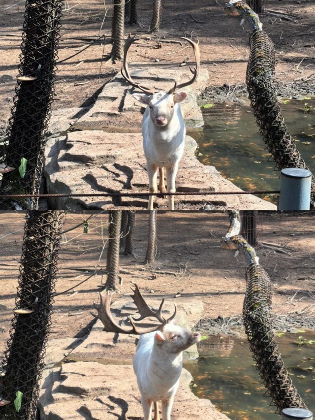 來瀋陽怎麼能錯過超有趣的瀋陽森林動物園！奉上保姆級攻略