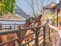 武漢動物園遊玩攻略