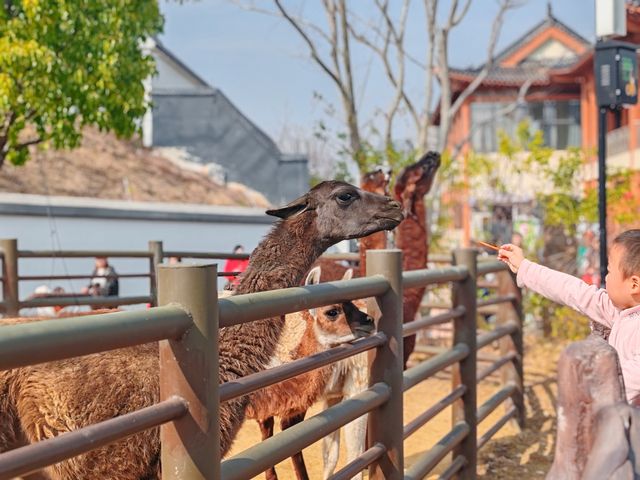 武漢動物園遊玩攻略