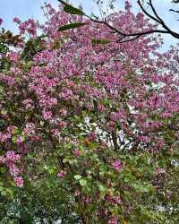 拉克什米維哈爾公園：印度賴布爾的自然綠洲