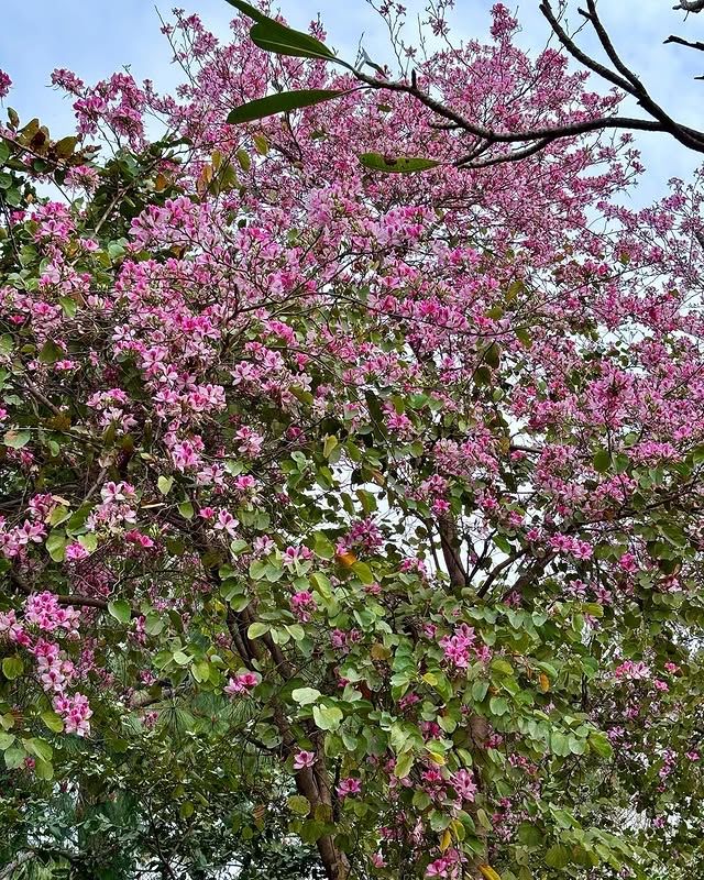 拉克什米維哈爾公園：印度賴布爾的自然綠洲