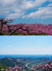 2025年龍泉山賞桃花攻略（附冷門路線推薦）