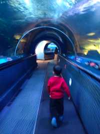 上海海洋水族館打卡超長海底隧道