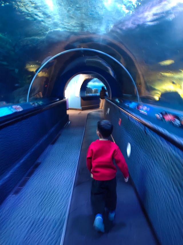 上海海洋水族館打卡超長海底隧道