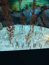 上海海洋水族館打卡超長海底隧道