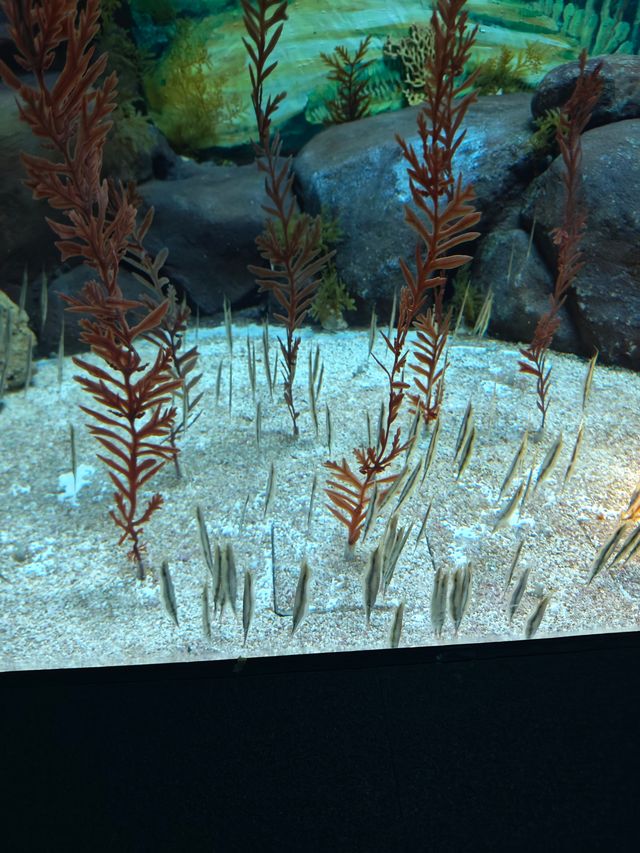 上海海洋水族館打卡超長海底隧道