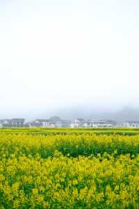 貴州萬峰林千畝油菜花