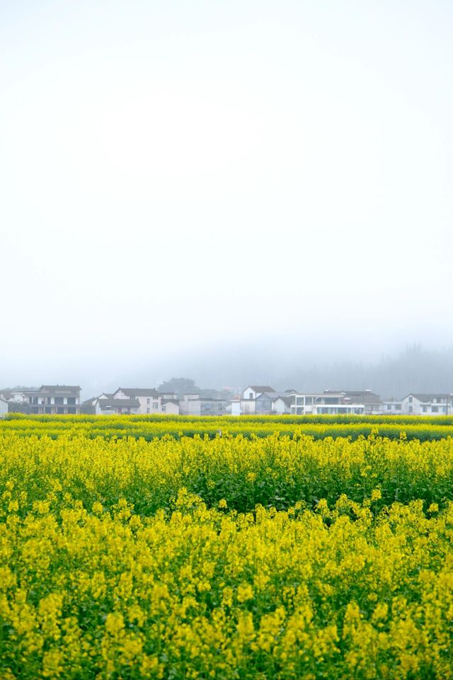 貴州萬峰林千畝油菜花