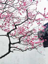 不用去蘇州，古窗加梅花上海也有