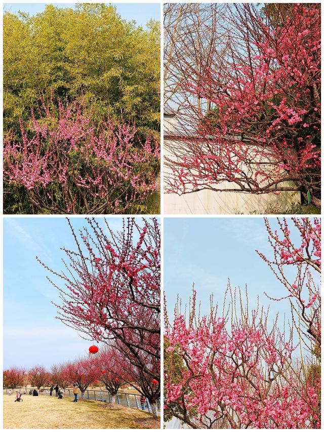 上海，仲去世紀公園？莘莊梅園靚到暈！