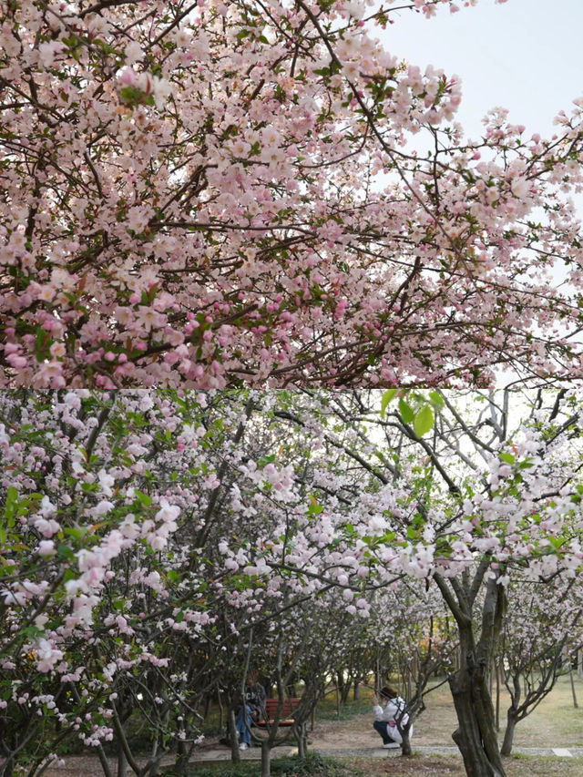 花開滿城，信陽市區賞花攻略來咯！