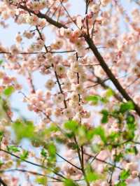 山里罗罗院子門前的梅花又開了。