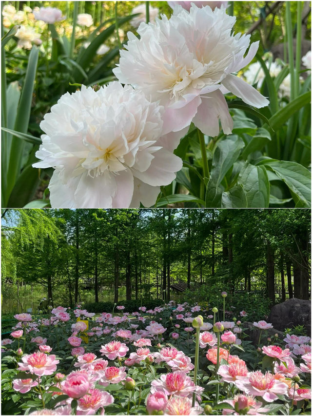 3月來寧波春遊，這幾個地方美哭了