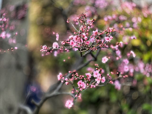 清代吾邑園林之首｜太倉南園