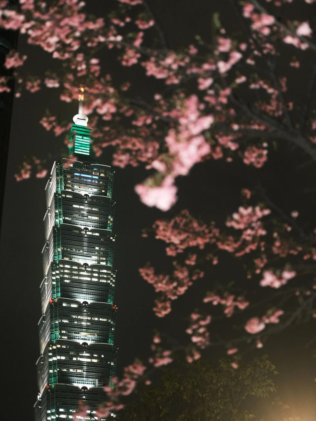 台北松智公園櫻花攻略🌸📸 