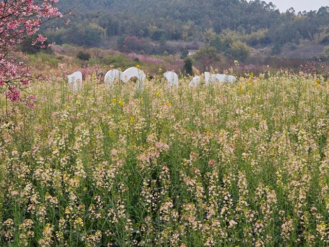 免費韶關五馬寨最美櫻花浪漫開啟