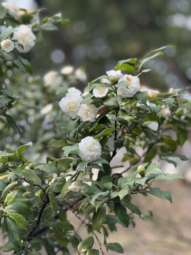重慶鵝嶺公園山茶花傲然綻放，中式意境十足！