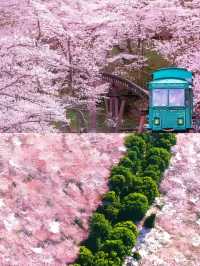 貴州平壩櫻花園的3-4月賞花攻略，賞花不迷路
