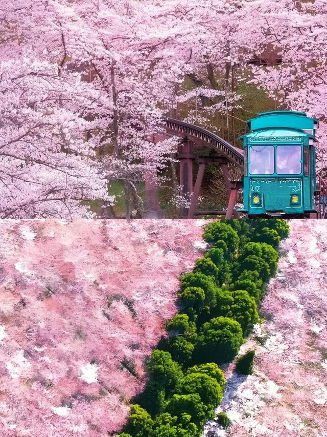 貴州平壩櫻花園的3-4月賞花攻略，賞花不迷路
