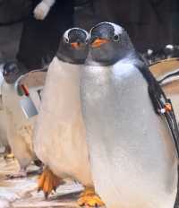 海花島海洋公園 動物互動攻略大放送