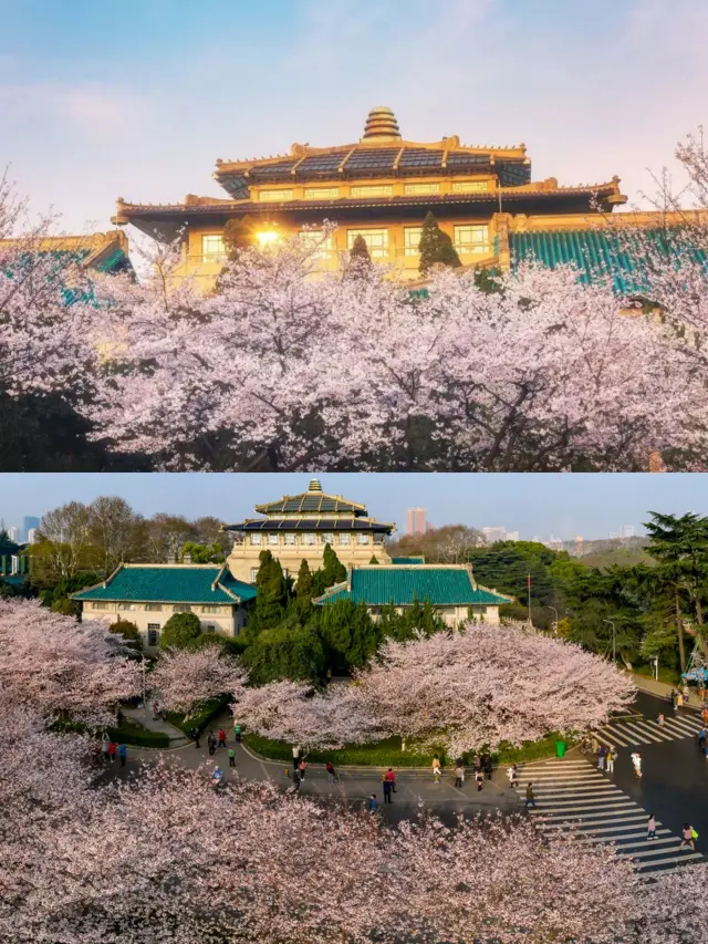 2025年武漢桜鑑賞完全攻略！ザリガニ攻略付き！