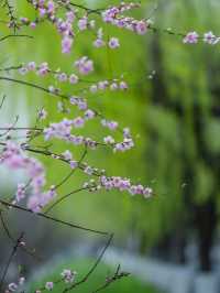 江南煙雨篇——西湖春天