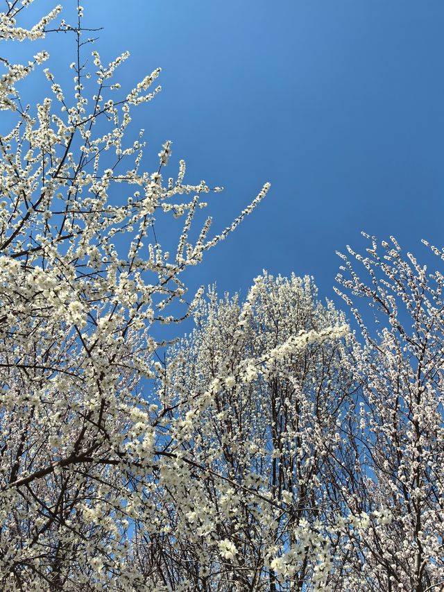 3月19日的桃花堤超美要去的趕緊啦