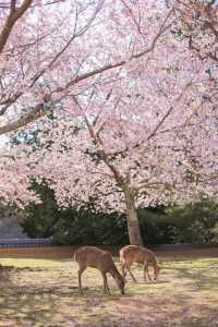 Kyoto and Nara: 4-Day Cherry Blossom Guide 🌸 Detailed Cherry Blossom and Deer Feeding Plan
