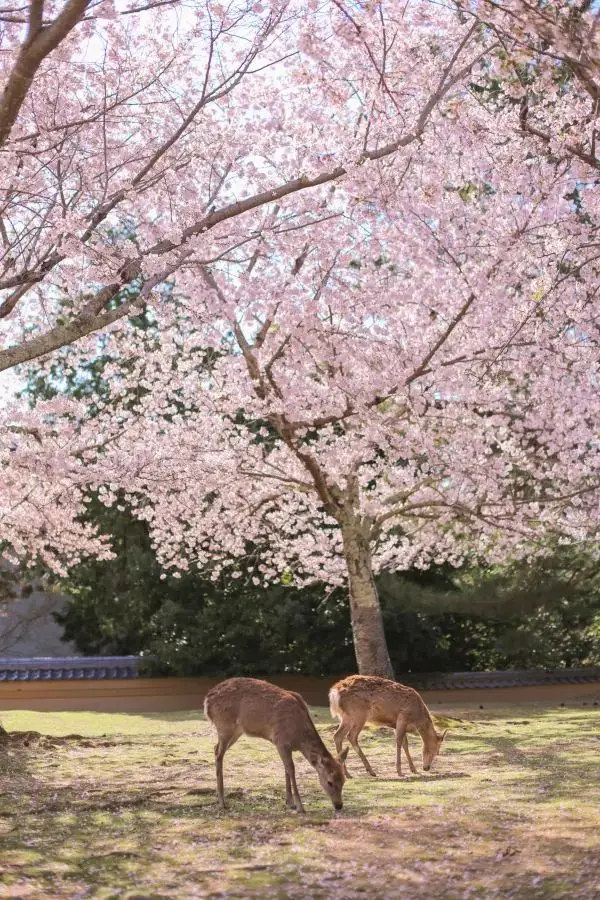 교토와 나라: 4일간의 벚꽃 가이드 🌸 자세한 벚꽃과 사슴 먹이 계획