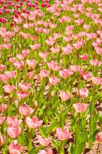 鄭州人民公園不愧是寶藏公園